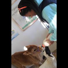 Feeding a baby cow at a fundraiser